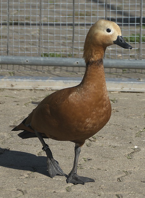 城失去晋级
